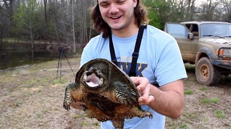 Snapping Turtle Hunting 的图像结果