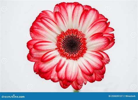 Big Red Color Flower with Beautiful Details Isolated on a White ...