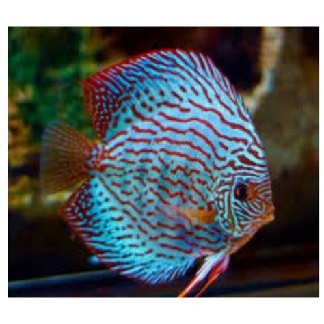 Image result for Turquoise Discus Fish