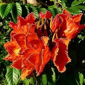 Kalpataru Spathodea campanulata plant (African Tulip) : Amazon.in ...