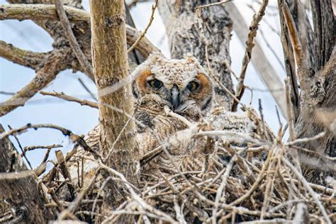Owls Are Nesting in the Strangest Places—Here's What It Means - Animals ...