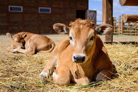 How Much Does It Cost To Raise A Cow? – Farm Animal Pet