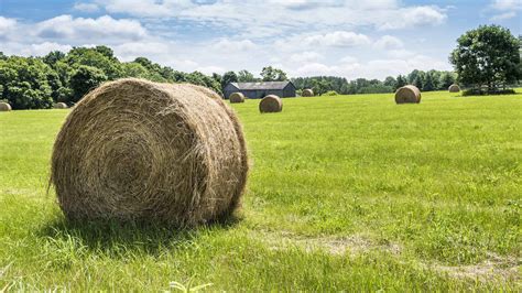 How Much Does a Bale of Hay Weigh? The Answer May Surprise You - A-Z ...