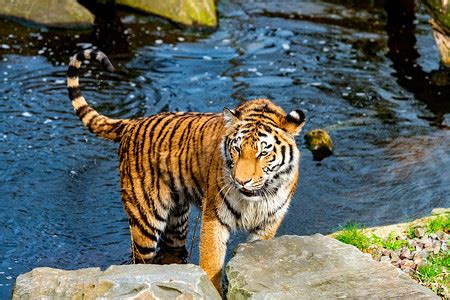 老虎有多擅长游泳，它们是怎么和水结下不解之缘的？_百科TA说