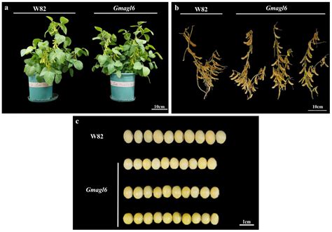 GmAGL6 Genes Regulate Floral Proportion and Seed Size Rather than Keel ...