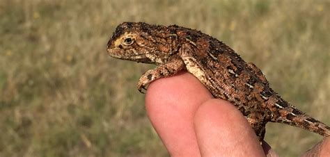 Temperate Grasslands Animals