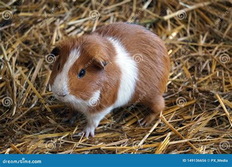 Brown and White Guinea Pig - Pet Animal Stock Photo - Image of short ...