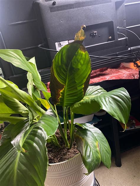 Peace lily leaves turning black and falling off : r/PeaceLilyHandbook