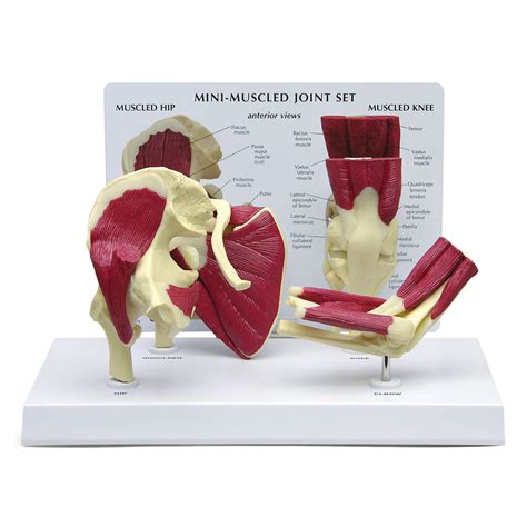 Buy Mini-Muscled Joint Model Set, Hip, Shoulder, Knee, and Elbow Joint ...
