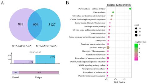 Effect of ABA Pre-Treatment on Rice Plant Transcriptome Response to ...