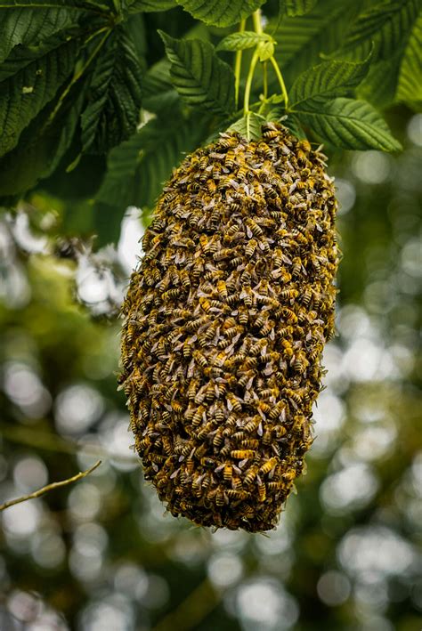 Image result for Beehive