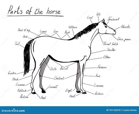 Horse Body Parts Diagram