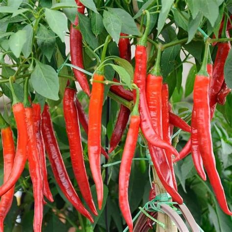 Rare Colossal Chinese HJ1 Chili Pepper Seeds – Mild Crown Variety ...