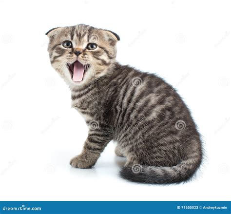 Tabby Kitten Cat with Mouth Open Isolated Stock Image - Image of furry ...