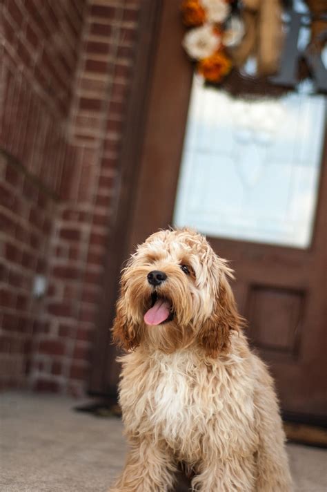 Image result for Buff Cockapoo