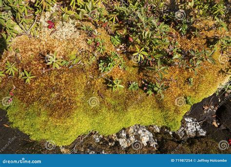 Peat Moss and Arctic Alpine Plants, Mt. Cardigan, New Hampshire. Stock ...