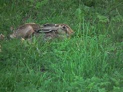 Image result for Brown Hare Nest