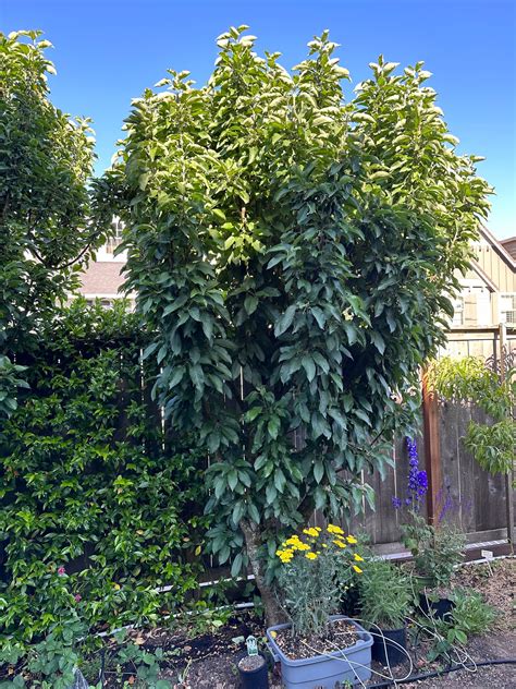 Image result for Pruning Columnar Apple Trees