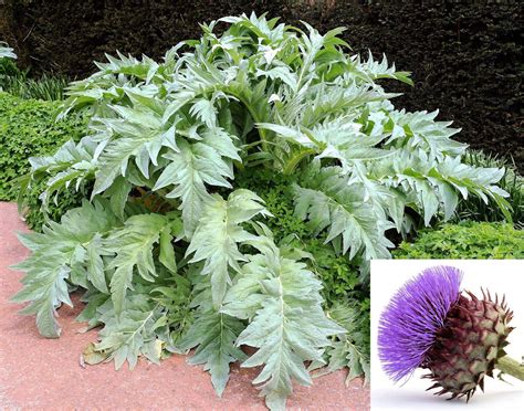 Cardoon Plant