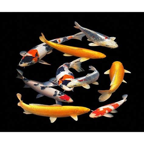 Buy Sterbai Corydoras Online | Sterbai Corydoras For Sale | FishyKart ...