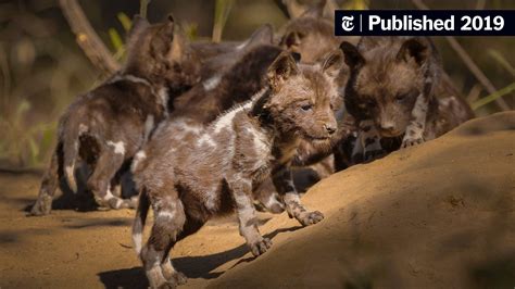 African Wild Dog Food Web