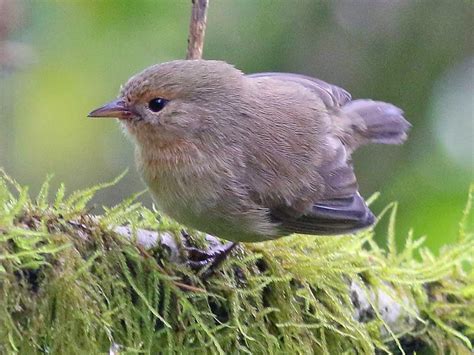Green Warbler-Finch - eBird