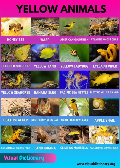 Yellow Animals: List of 20+ Interesting Yellow Animals in Nature ...