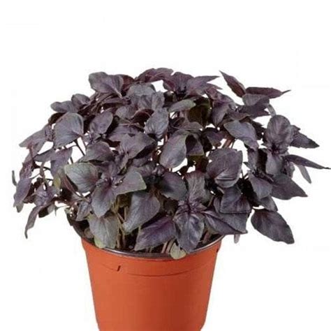 Buy Basil Red, Red Basilicum Ocimum Red Osmin - Herb Seeds online from ...