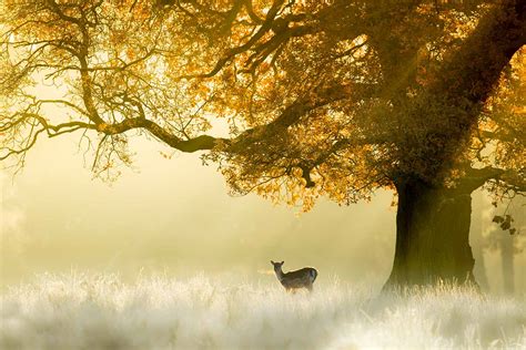 Nature Portrait 的图像结果