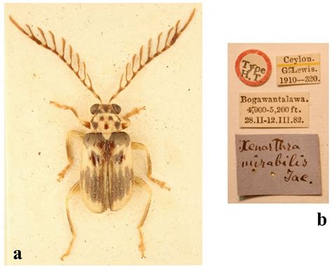 Revision of the Taumacera cervicornis Species Group (Coleoptera ...