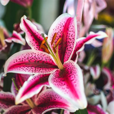 Images Of Star Lilies A Guide To Growing Spectacular Stargazer Lilies