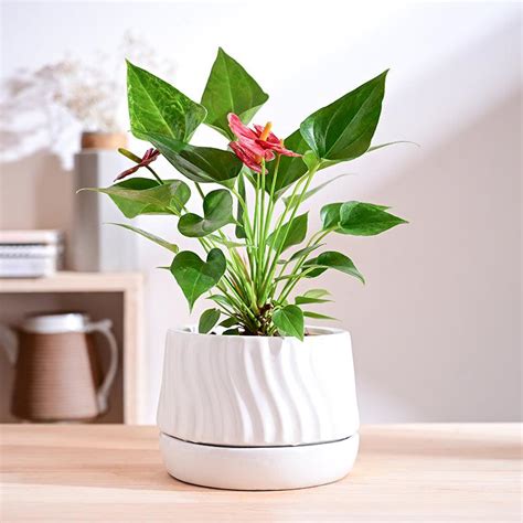 Buy Ugaoo Waves & Roots Ceramic Planter - White Online in India | Vaaree