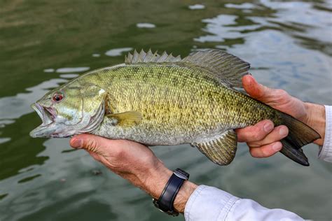 Smallmouth Bass - Nevada Department of Wildlife