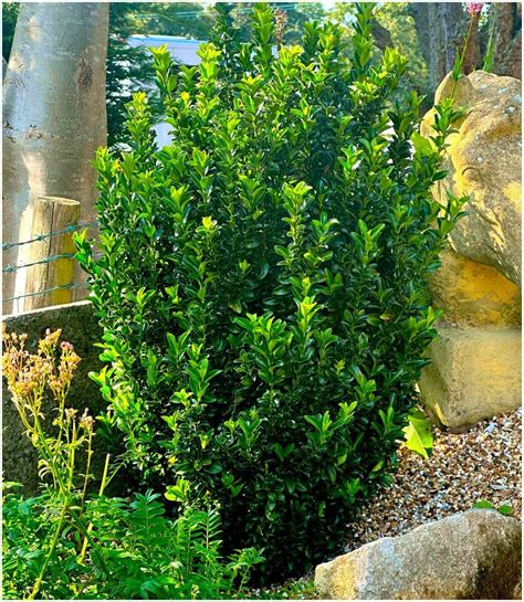 Euonymus Green Spire (9cm) : Amazon.co.uk: Garden