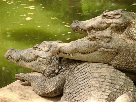 Why Is Classification of Animals Needed 的图像结果