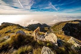 Image result for Matplotlib Legend Title