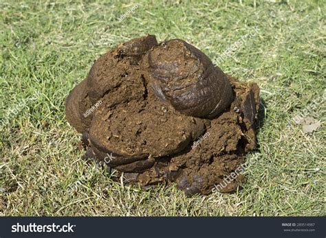 Cow Dung Stock Photo 289514987 : Shutterstock