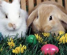 Image result for Free Easter Bunny Desktops