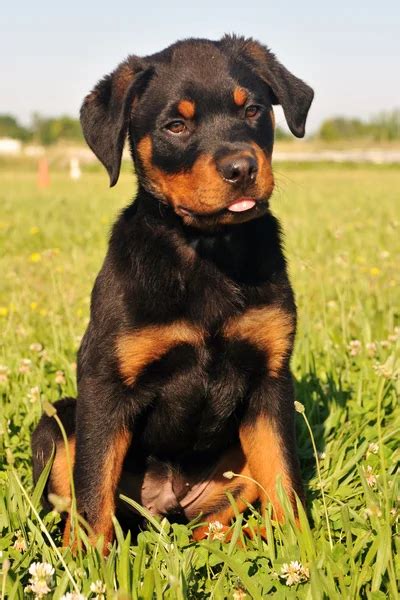 Rottweiler puppy for sale in Gurgaon Gurugram