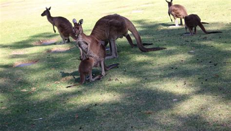 PINNAROO VALLEY MEMORIAL PARK (2026) All You Need to Know BEFORE You Go ...