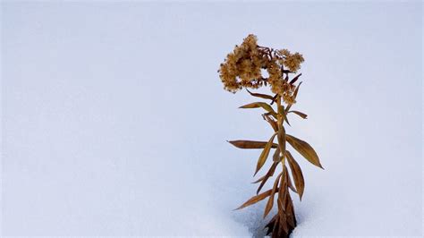 Wallpaper plant, dried flower, snow, winter, white, minimalism hd ...