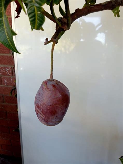 Image result for Dwarf Mango Tree