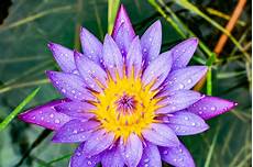 cycle of the lotus flower trivia koloa jodo 最も人気のある lotus flower blooming stages drawing ラカモナガ cycle of the lotus flower trivia koloa jodo 最も人気のある lotus flower blooming stages drawing ラカモナガ
