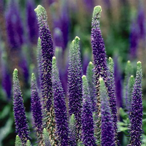 Speedwell - Royal Candles - SheyWest