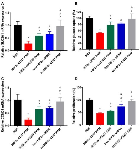 CD70-Targeted Micelles Enhance HIF2α siRNA Delivery and Inhibit ...