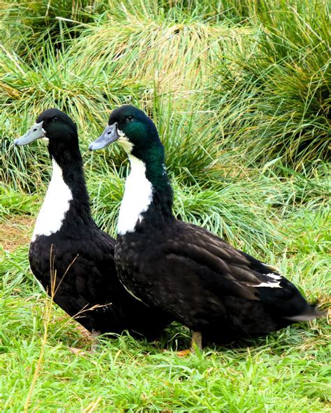 Black Swedish Ducks | Swedish Ducklings & Eggs for Sale | Metzer Farms