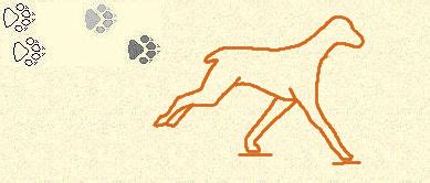 Image result for Gallop Step Pattern