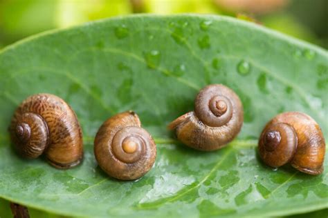 Image result for Spring Boot and MySQL Driver