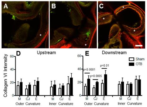 Hemodynamics Modify Collagen Deposition in the Early Embryonic Chicken ...