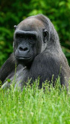 Ape vs monkey: What sets them apart?